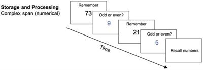 Working Memory Training Effects on White Matter Integrity in Young and Older Adults